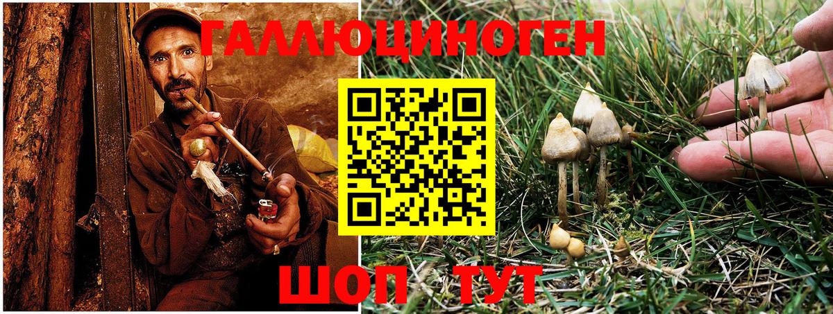 Псилоцибиновые грибы Psilocybine cubensis Великий Устюг